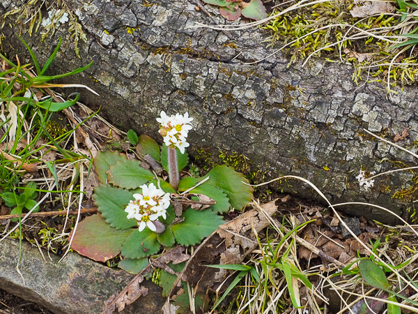 Saxifrage