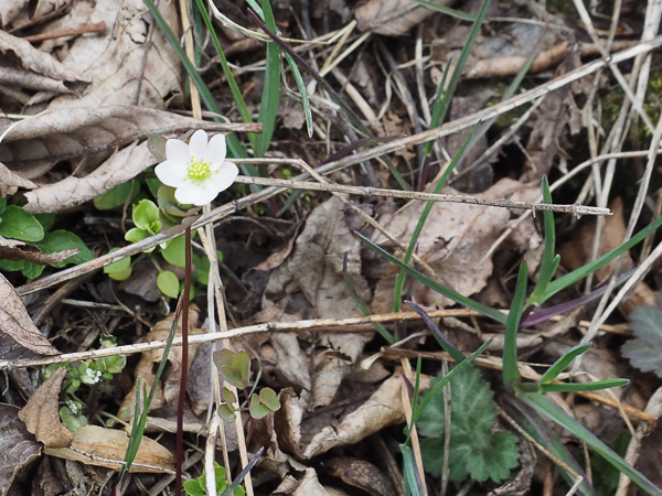 Round-lobed hepatica
