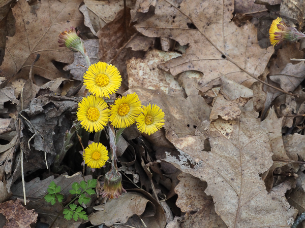 Colt's Foot