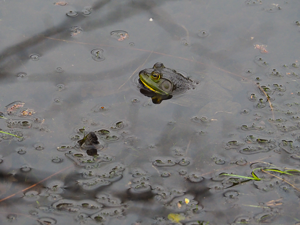 Bull frog