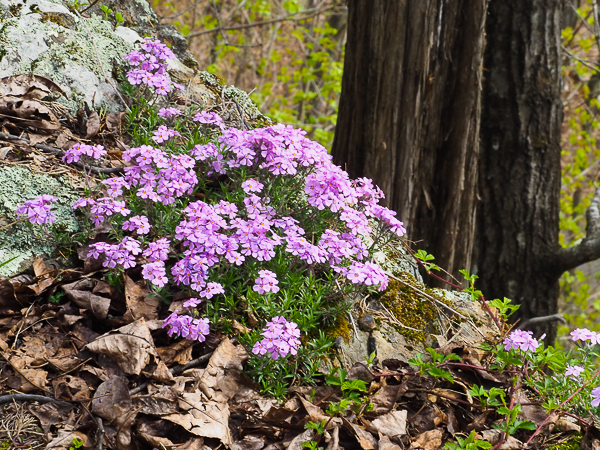 Moss phlox