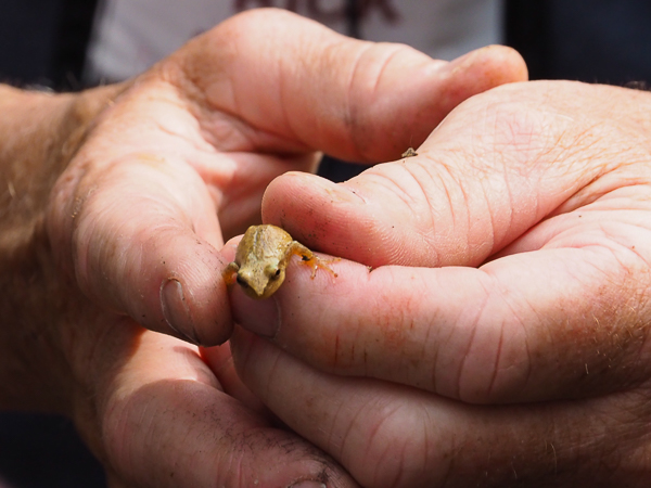 Spring peeper