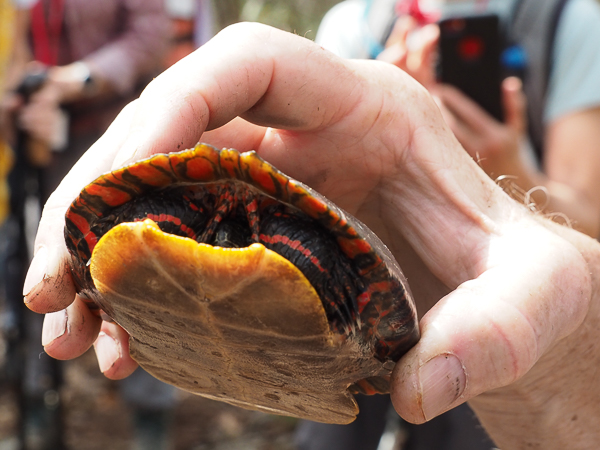 Painted turtle