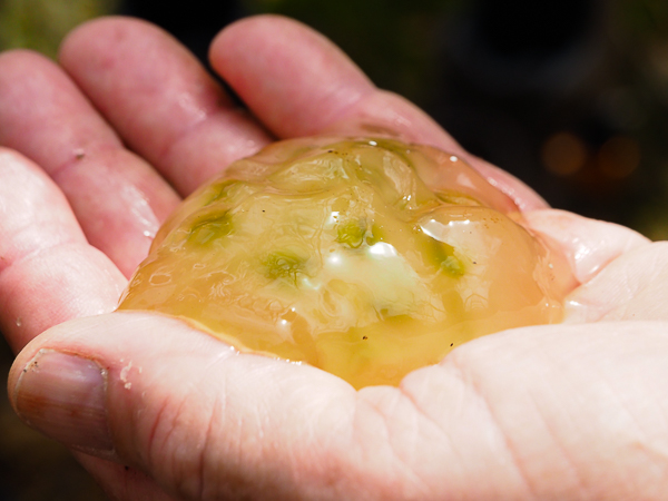 Egg mass