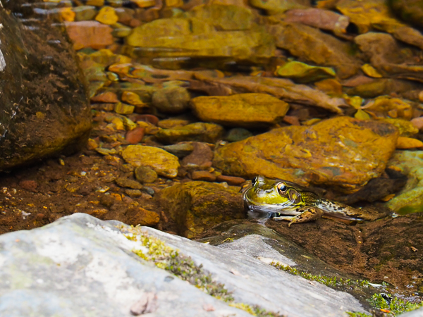 Male Green Frog