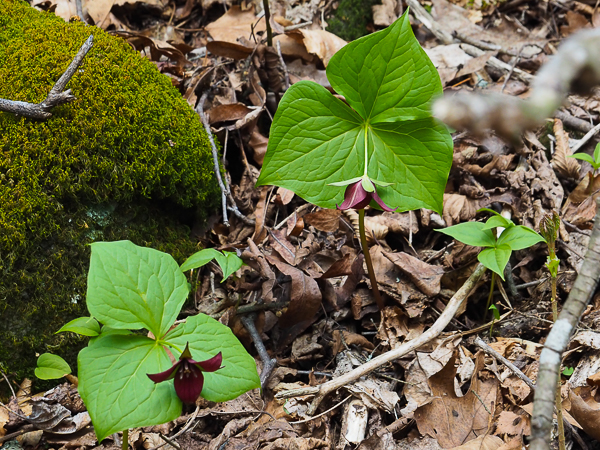Red-flowered Trillium