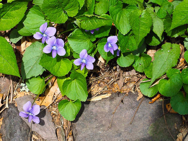 Blue violets