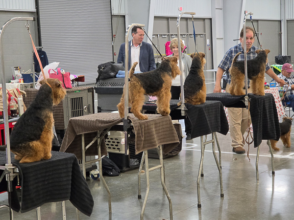 Airedale Terriers