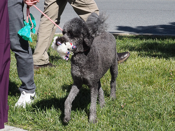 Poodle