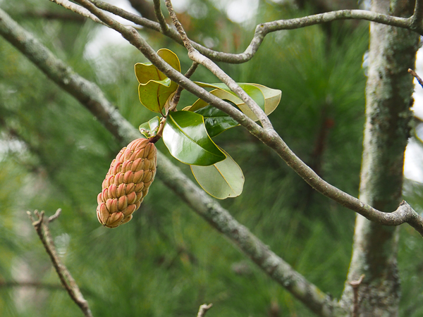 Magnolia cones