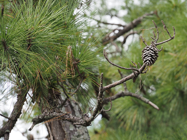 Long-leaf pine