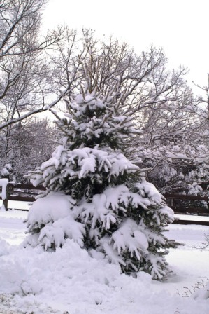 Blue spruce