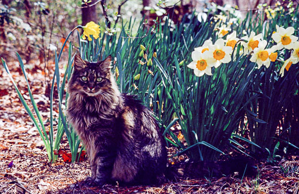 Muffin and daffodils