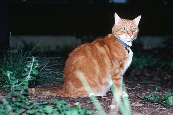 Butterscotch in Virginia