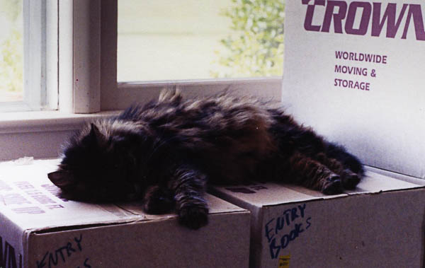 Muffin and moving boxes