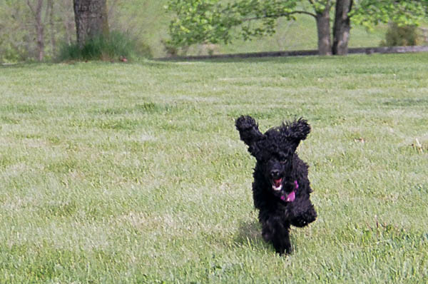 Floppy ears