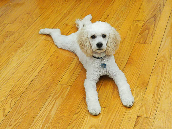 Splooting