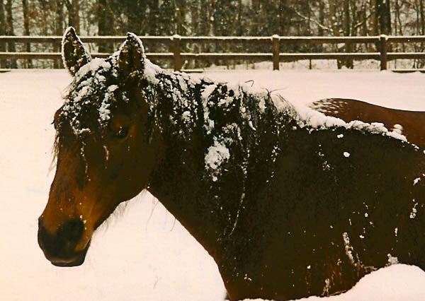 Snowy Kimber