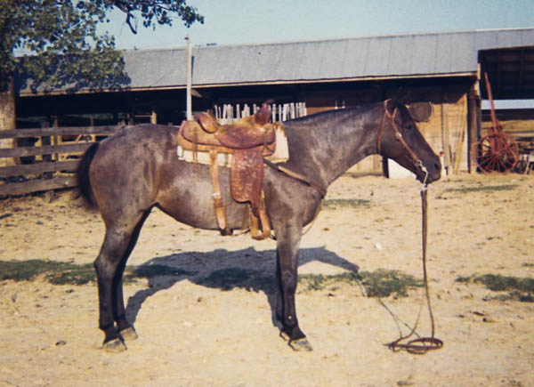 Blue at Meade's Ranch