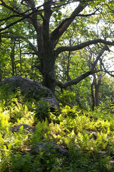 Ferns