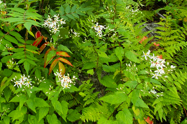 White wood aster