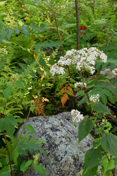 More flowers