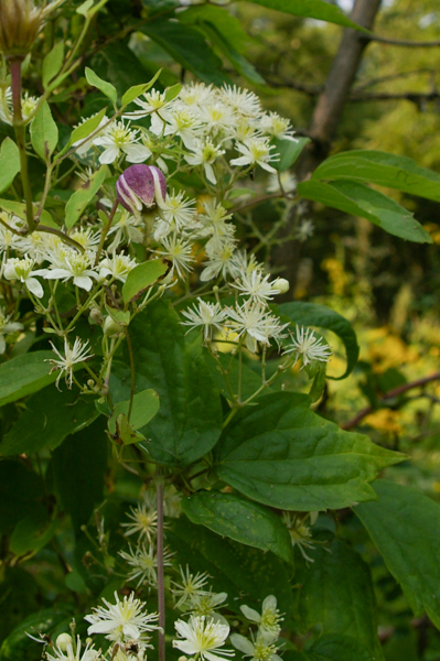 Clematis