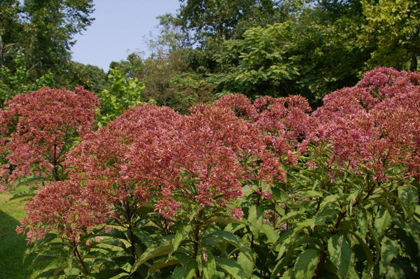 Joe-Pye weed